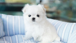 강아지분양 더펫