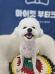 마이펫 부티크