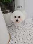 예쁜댕
