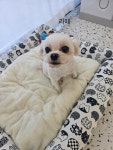 예쁜댕