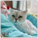파주고양이미용실