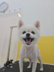 예쁜댕