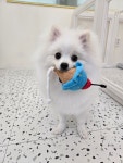 예쁜댕