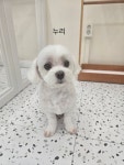 예쁜댕