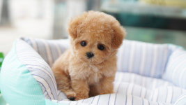 강아지분양 더펫