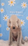멍블리펫뷰티
