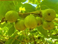 충주열매마을영농조합법인