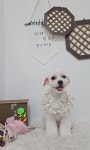 멍블리펫뷰티
