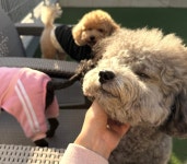 아우어독