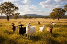 민가네보양밥상