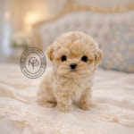 온퍼피 강아지분양 전주본점