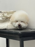 멍밀리