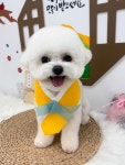 스마일댕댕