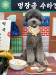 편안한댕