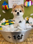 털로덮인친구들 애견미용실
