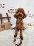 복이네도그살롱