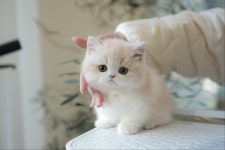 아담스펫 강아지분양 고양이분양 강남점