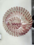 회바라기