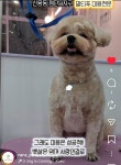라라살롱 능평동점 | 라라 펫살롱