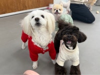 댕스미스 애견유치원