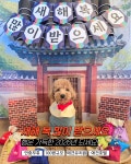 애견유치원 멍멍아학교가자 상인점