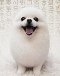 개땡큐