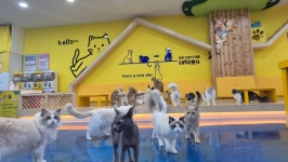 고양이카페 아이캣유