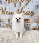 한스펫살롱