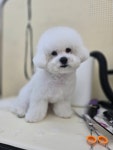 몽몽