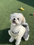댕댕, 자유롭개