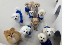 프릿토핏 긍정강화 애견유치원 안산점