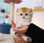 수원고양이분양 고사남 본점