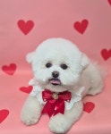 멍뭉이발소