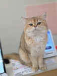 핑크젤리