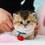 수원고양이분양 고사남 본점