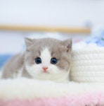 수원고양이분양 고사남 본점