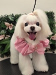 그루밍140애견미용실
