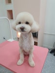 투숑펫살롱