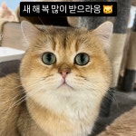 핑크젤리