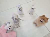 히플독 애견호텔.애견유치원.애견데이케어.애견목욕