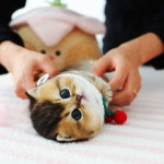 수원고양이분양 고사남 본점