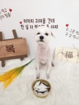 복이네도그살롱