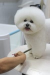 올블링 펫부티끄 올블링펫살롱 애견호텔