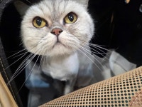 고양이무마취미용 캣 테라피 명지점