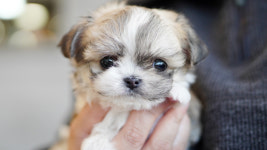 강아지분양 더펫