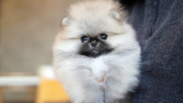 강아지분양 더펫