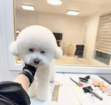 스마일댕댕