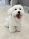 힐스 펫살롱