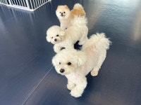 우쭈쭈플렉스 판교점