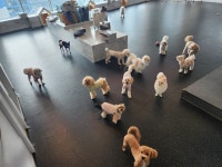 커멍커멍 애견카페유치원호텔